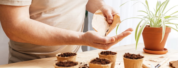 Cultivarea lavandei într-un ghiveci: de la semănat la un arbust matur