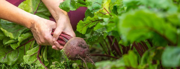 Cultivarea sfeclei roșii: recomandările experților grădinari