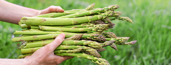 Cultivarea sparanghelului - tot ce trebuie să știți