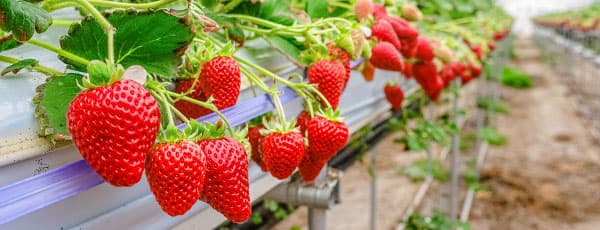 Cultură hidroponică pentru căpșuni: cum poți recolta la tine acasă