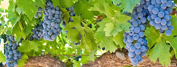 Cum combați eficient bolile și dăunătorii la vița de vie