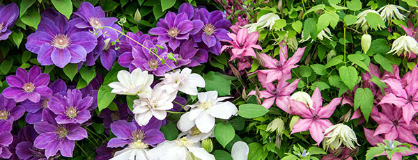 Cum crești clematita în grădină și în ghiveci