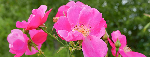 Cum crești trandafiri de dulceață la tine acasă