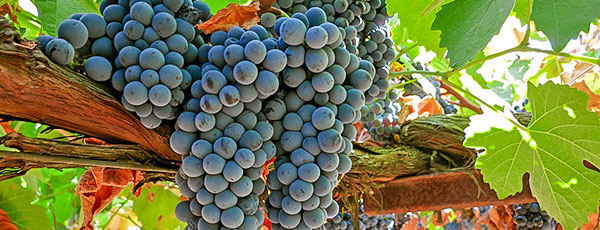 Cum îngrijești vița de vie în primul an de la plantare