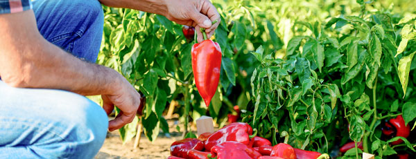 Cum îngrijești cultura de ardei din câmp deschis – calendarul pentru toată vara