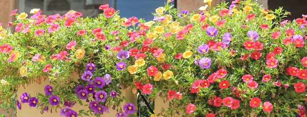 Cum obții o grădină colorată cu flori de piatră