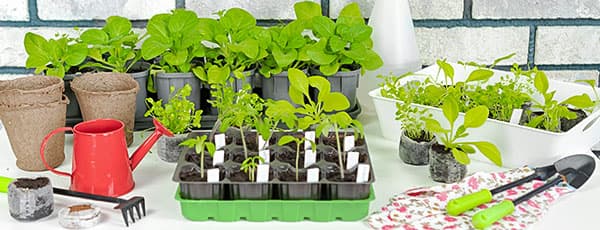 Cum păstrezi plantele cumpărate târziu până la plantare