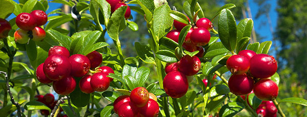 Cum plantezi și îngrijești merișorul