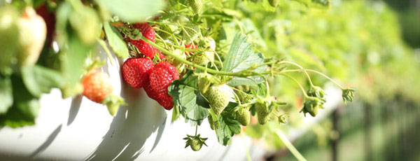 Cum pregătești căpșunii pentru iernare: cele mai importante lucrări ale toamnei