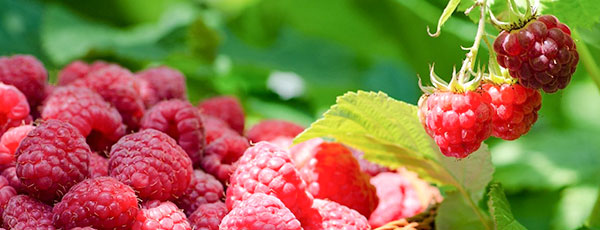 Cum previi și combați bolile și dăunătorii la zmeur