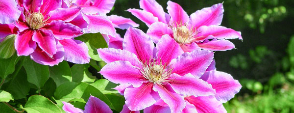 Cum protejezi clematitele pe timp de iarnă? Ghid complet de îngrijire