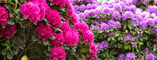 Cum protejezi rhododendronul pe timpul iernii