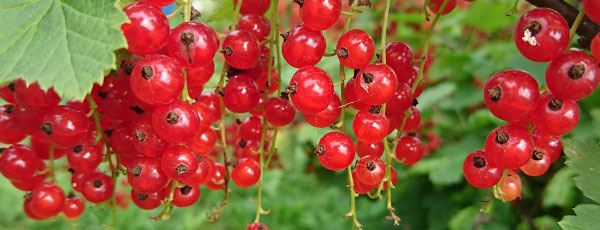 Cum realizezi tăierile de formare și întreținere la coacăz