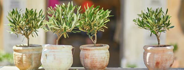 Cum să creșteți un măslin: principii de îngrijire pentru casă și grădină