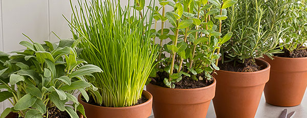 Cum să cultivi corect plante medicinale și aromatice