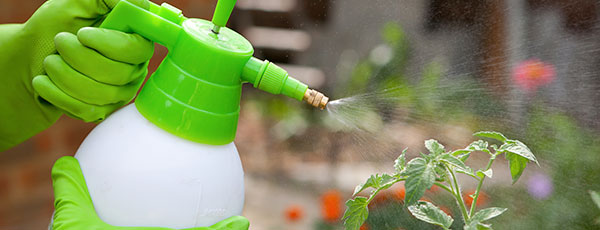 Cum să faci față afidelor: metode dovedite