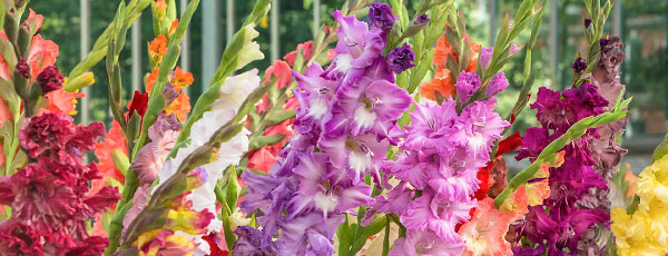 Cum să plantezi, îngrijești și înmultești gladiolele