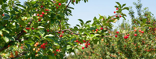 Cum să plantezi vișinul ca un profesionist: sfaturi practice