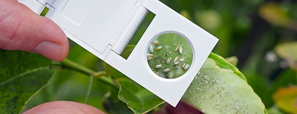 Cum să scapi de musca albă: cele mai eficiente metode de combatere