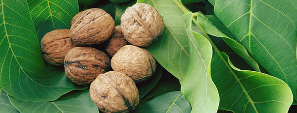 Cum se fac tăierile de întreținere la nuc