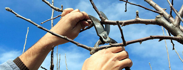 Cum se realizează tăierile de formare și întreținere la cireș