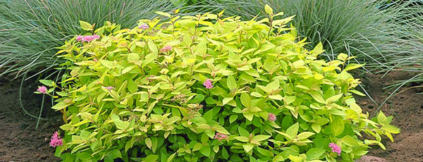 Cununița în grădină: cum formezi un arbust prin tundere