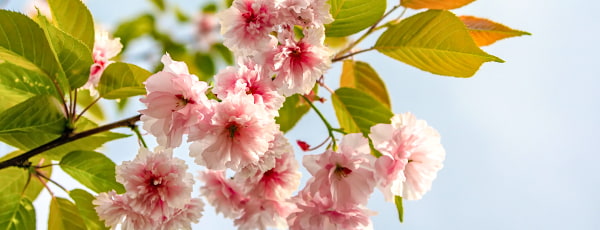 Descoperiți farmecul cireșului japonez: cum să îngrijiți această plantă pentru a vă bucura de înflorirea sa exuberantă?