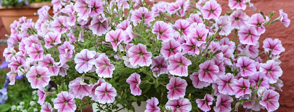 Descoperiți magia florilor de balcon: de la însămânțare la înflorire