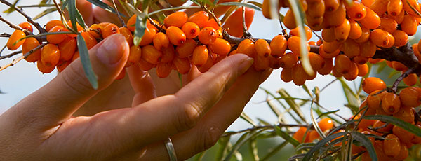 Ghid complet despre plantarea și îngrijirea cătinei în grădină