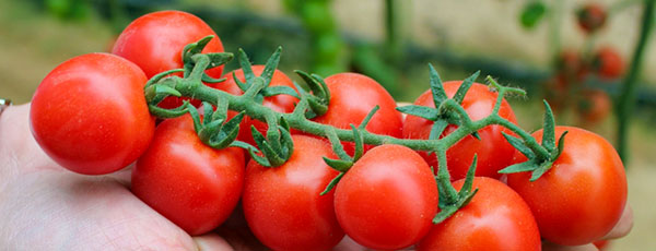 Ghid pentru plantarea roșiilor cherry în grădină