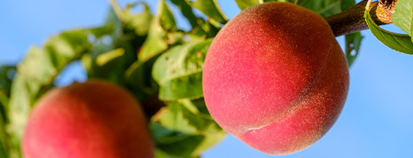 Ghid practic: combate bolile și dăunătorii piersicului