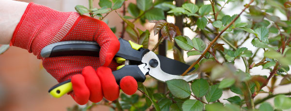 Ghid practic pentru tăierea trandafirilor înainte de venirea iernii