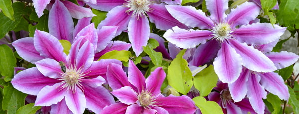 Ghidul Clematis: de la plantare la înflorire luxuriantă
