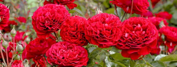 Ghidul grădinarului: cele mai bune soiuri de trandafiri roșii