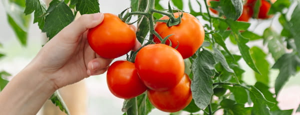 Grădina de legume de la fereastră: 10 legume ușor de cultivat la domiciliu