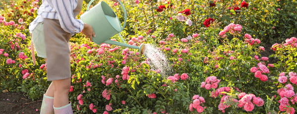 Грижа за розите през лятото: тайните на непрекъснатия цъфтеж