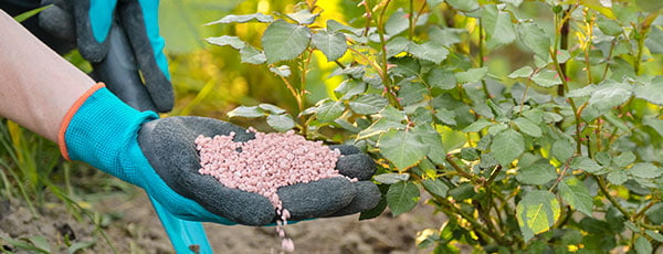 Грижа за розите през пролетта