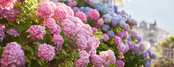 Hortensia paniculată: plantare, tundere, fertilizare, pregătire pentru iernare