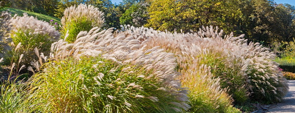 Iarba de pampas - instrucțiuni de plantare