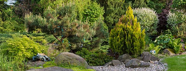 Най-добрите иглолистните растения за градината – ТОП 10 за сезона