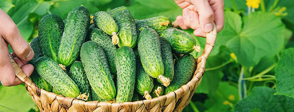 Încheie primăvara în forță: ce poți planta în luna mai