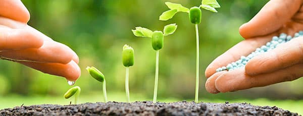 Îngrășăminte cu azot și tot ce trebuie să știi despre creșterea plantelor tale