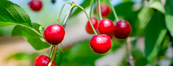 Îngrijirea cireșului: sfaturi de la experții grădinari