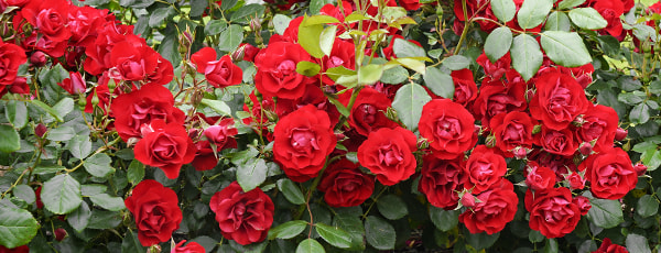 Îngrijirea de primăvară pentru trandafiri