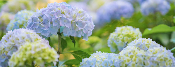 Îngrijirea de toamnă a hortensiei și pregătirea tufișului pentru iernare