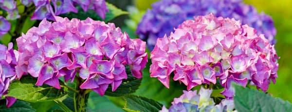 Îngrijirea hortensiilor primăvara: sfaturi pentru creștere și înflorire