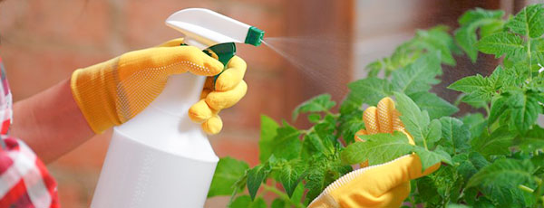 Îngrijirea roșiilor în luna iunie: sfaturi pentru o recoltă bogată