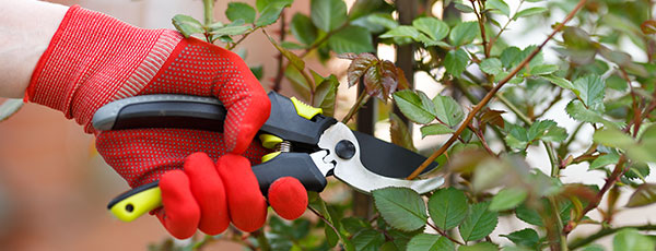 Îngrijirea trandafirilor după înflorire: 5 proceduri obligatorii