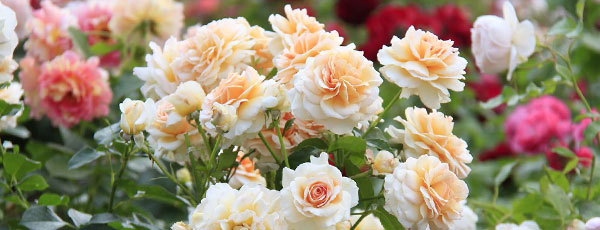 Înmulțirea prin butași a trandafirilor Floribunda