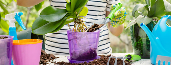 Jak wyhodować orchideę: 8 wskazówek dla początkujących